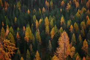 A vibrant forest transitioning through autumn, showcasing a mix of evergreen and deciduous trees with shades of green, yellow, and orange. This image emphasises the natural carbon cycle, aligning with ENVEA's focus on sustainable environmental monitoring and the critical measurement of biogenic CO2 emissions.