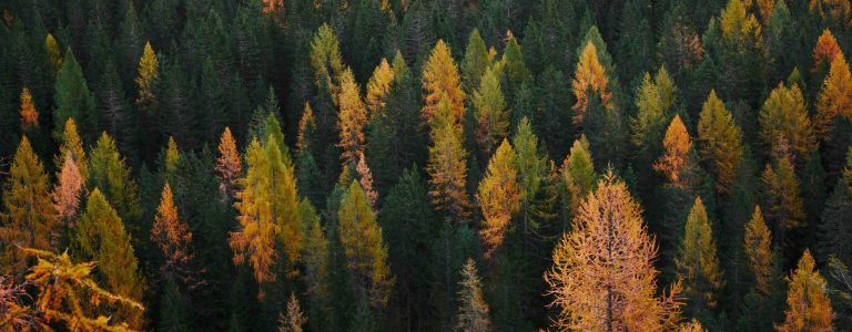 A vibrant forest transitioning through autumn, showcasing a mix of evergreen and deciduous trees with shades of green, yellow, and orange. This image emphasises the natural carbon cycle, aligning with ENVEA's focus on sustainable environmental monitoring and the critical measurement of biogenic CO2 emissions.